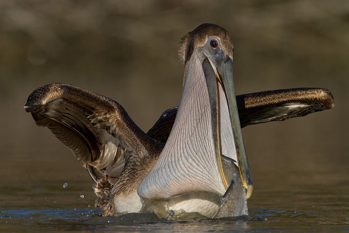 Brauner Pelikan Pelecanus occidentalis Brown Pelican