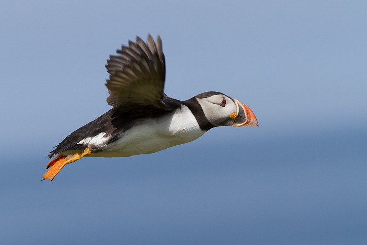 Papageitaucher Fratercula arctica Atlantic Puffin