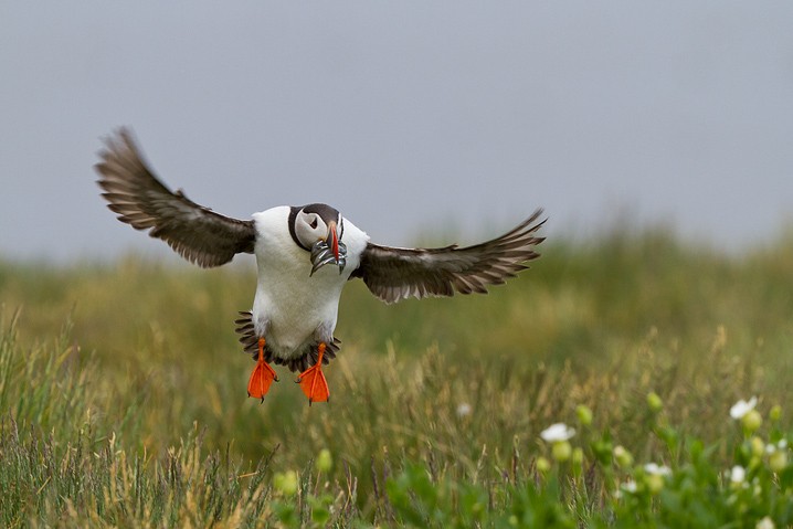 Papageitaucher Fratercula arctica Atlantic Puffin