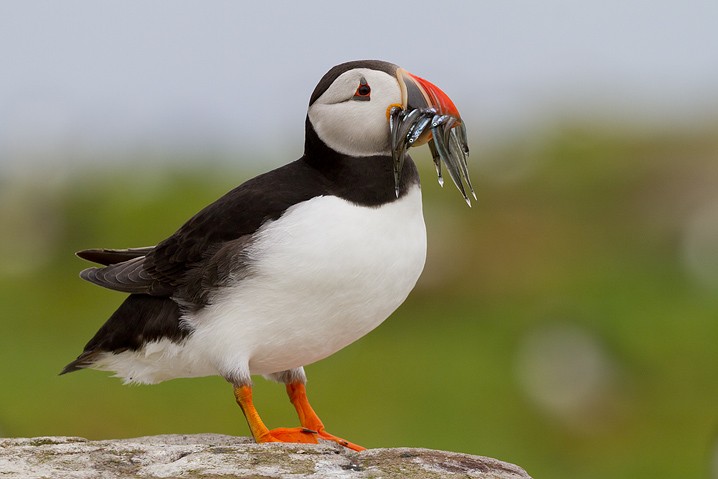 Papageitaucher Fratercula arctica Atlantic Puffin