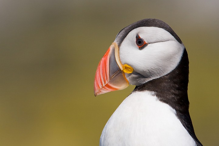 Papageitaucher Fratercula arctica Atlantic Puffin