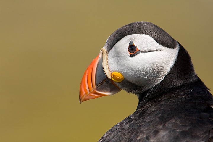 Papageitaucher Fratercula arctica Atlantic Puffin