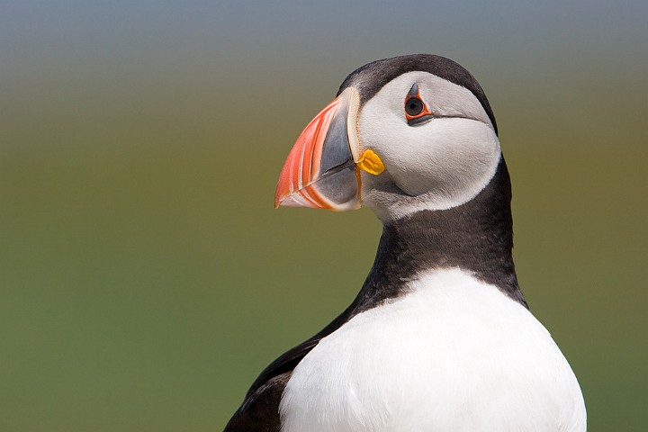 Papageitaucher Fratercula arctica Atlantic Puffin