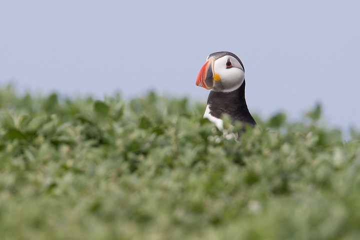 Papageitaucher Fratercula arctica Atlantic Puffin