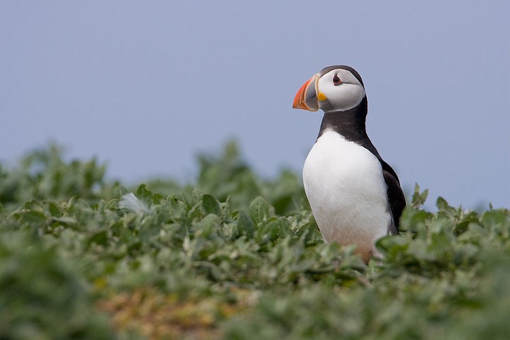 Papageitaucher Fratercula arctica Atlantic Puffin