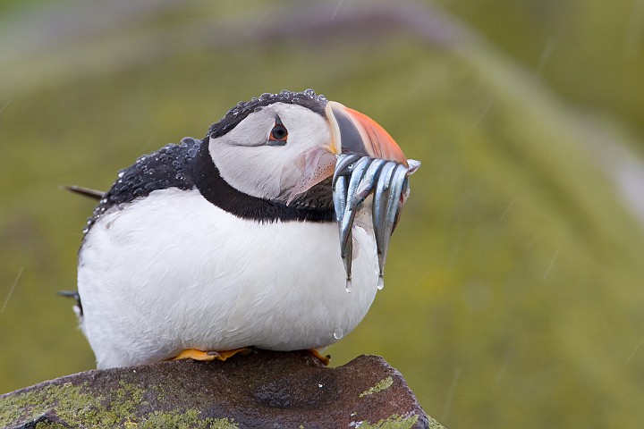 Papageitaucher Fratercula arctica Atlantic Puffin
