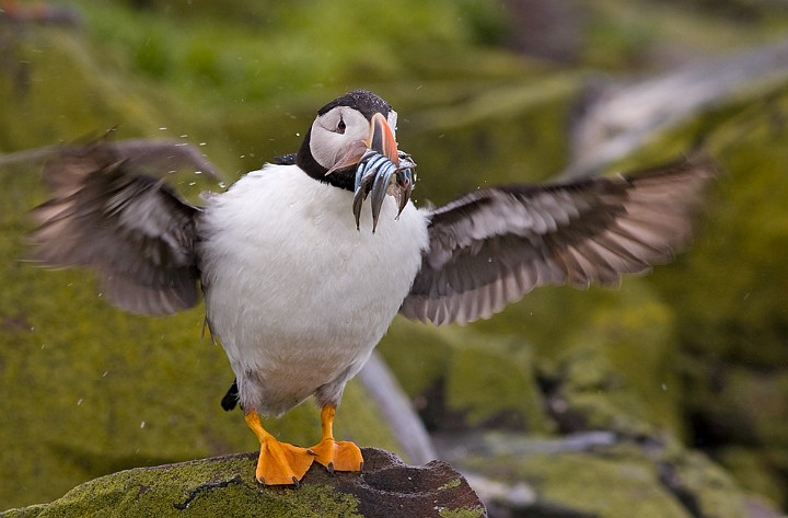 Papageitaucher Fratercula arctica Atlantic Puffin