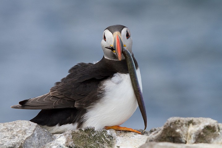 Papageitaucher Fratercula arctica Atlantic Puffin