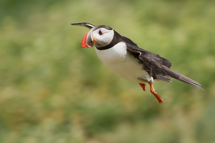 Papageitaucher Fratercula arctica Atlantic Puffin