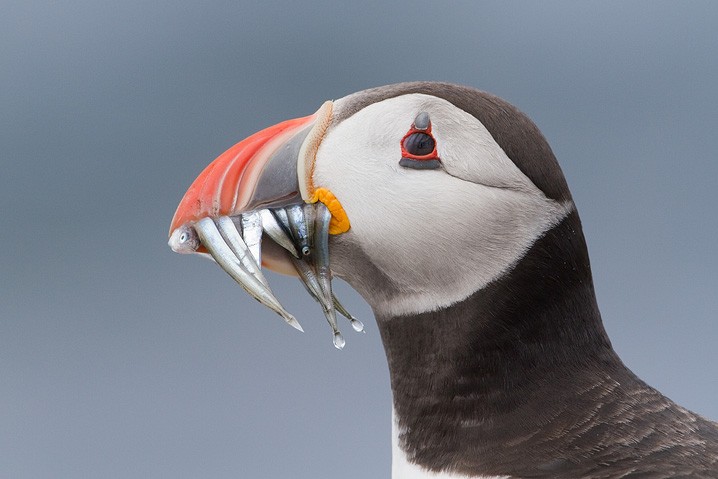 Papageitaucher Fratercula arctica Atlantic Puffin