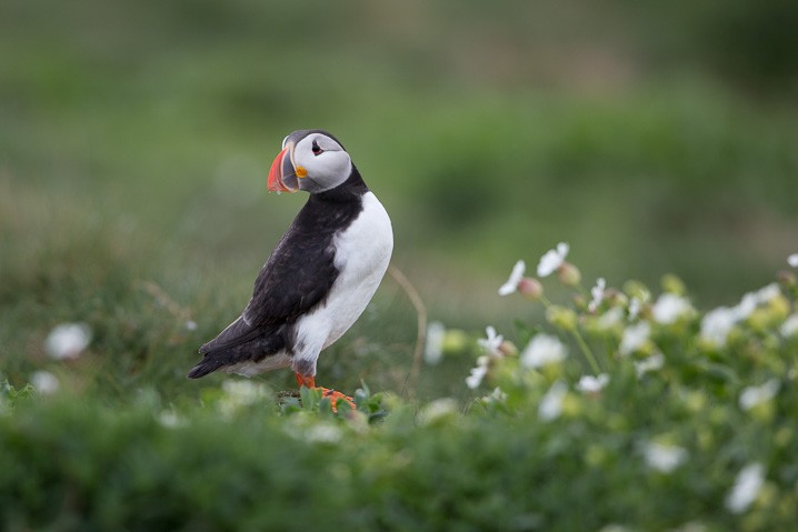 Papageitaucher Fratercula arctica Atlantic Puffin