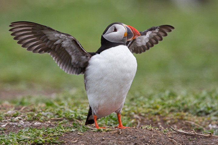 Papageitaucher Fratercula arctica Atlantic Puffin