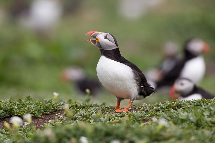 Papageitaucher Fratercula arctica Atlantic Puffin