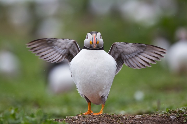 Papageitaucher Fratercula arctica Atlantic Puffin