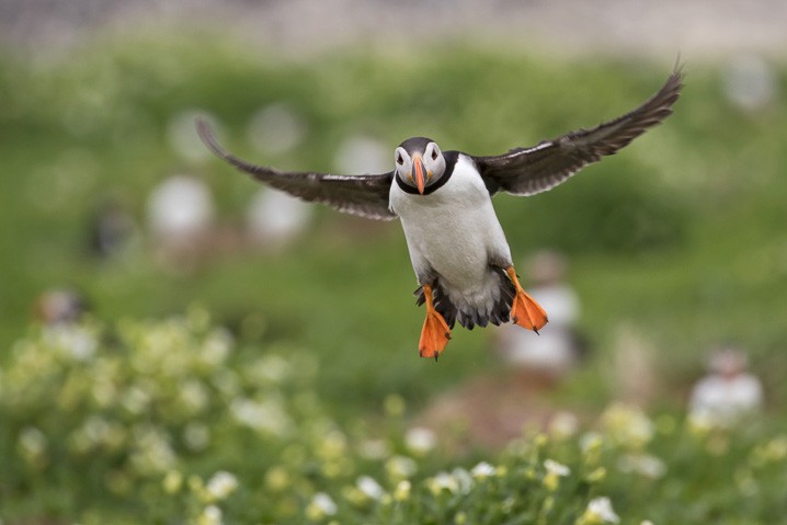 Papageitaucher Fratercula arctica Atlantic Puffin