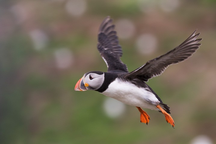 Papageitaucher Fratercula arctica Atlantic Puffin