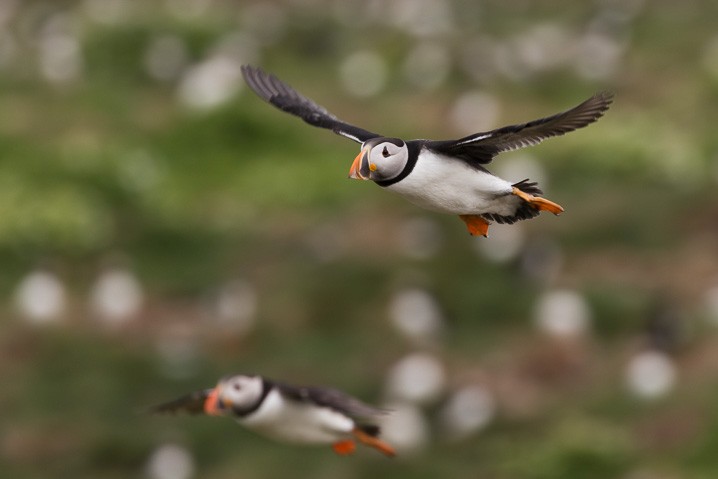 Papageitaucher Fratercula arctica Atlantic Puffin