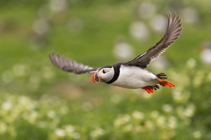 Papageitaucher Fratercula arctica Atlantic Puffin