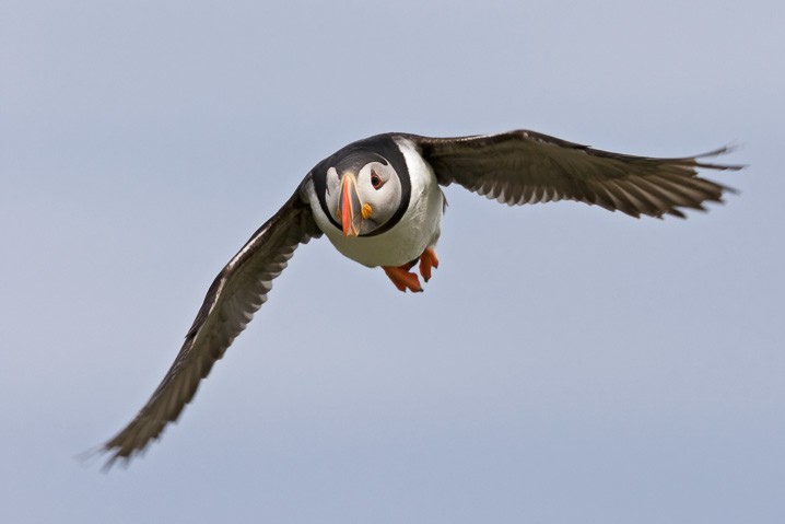 Papageitaucher Fratercula arctica Atlantic Puffin