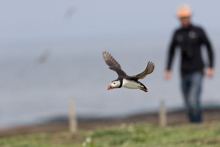 Papageitaucher Fratercula arctica Atlantic Puffin