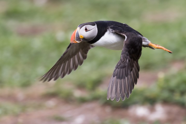 Papageitaucher Fratercula arctica Atlantic Puffin