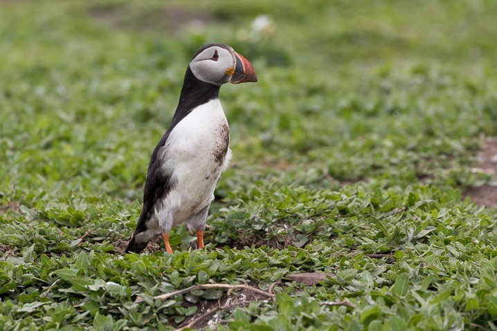 Papageitaucher Fratercula arctica Atlantic Puffin