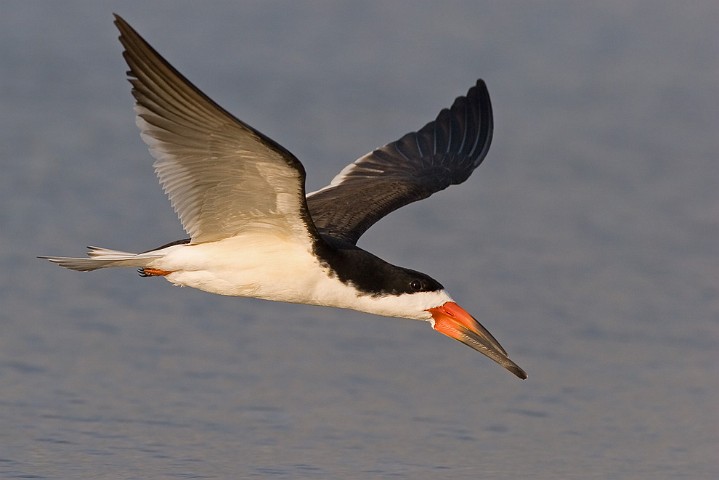 Schwarzmantel-Scherenschnabel Rynchops niger Black Skimmer