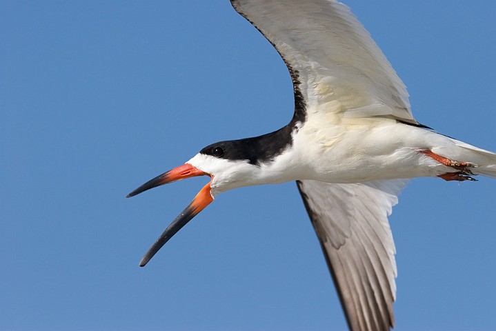 Schwarzmantel-Scherenschnabel Rynchops niger Black Skimmer