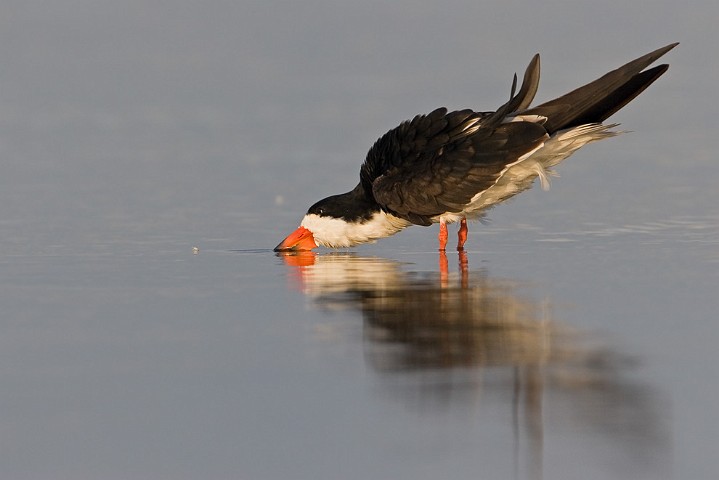 Schwarzmantel-Scherenschnabel Rynchops niger Black Skimmer