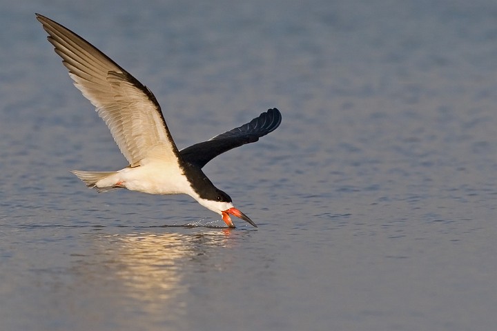 Schwarzmantel-Scherenschnabel Rynchops niger Black Skimmer