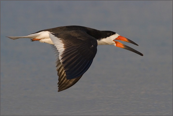 Schwarzmantel-Scherenschnabel Rynchops niger Black Skimmer