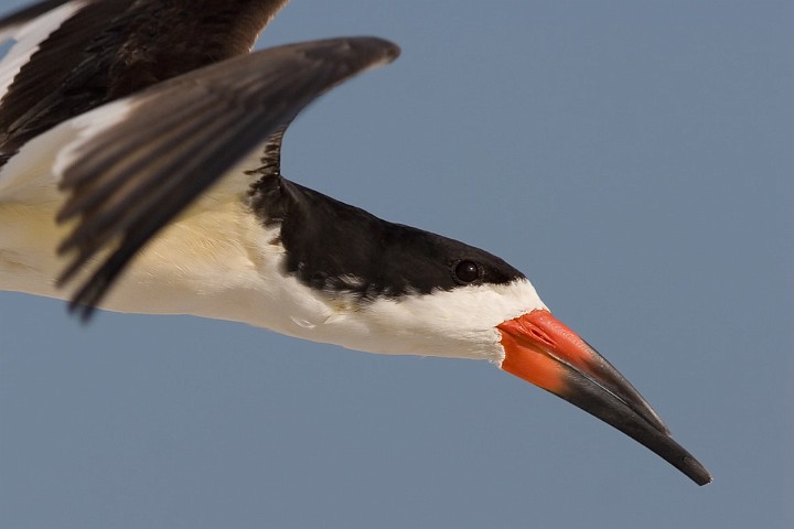 Schwarzmantel-Scherenschnabel Rynchops niger Black Skimmer