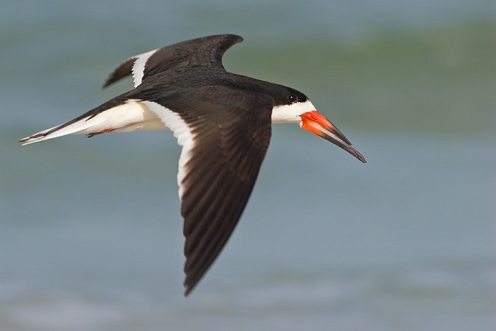 Schwarzmantel-Scherenschnabel Rynchops niger Black Skimmer