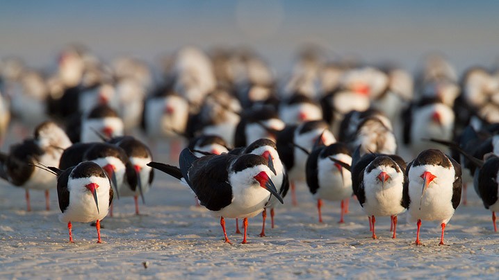 Schwarzmantel-Scherenschnabel Rynchops niger Black Skimmer