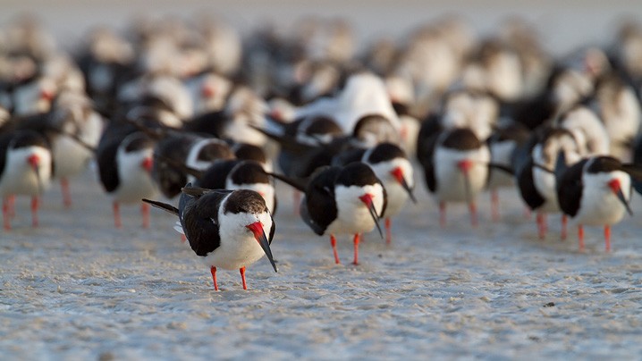 Schwarzmantel-Scherenschnabel Rynchops niger Black Skimmer