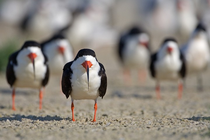 Schwarzmantel-Scherenschnabel Rynchops niger Black Skimmer