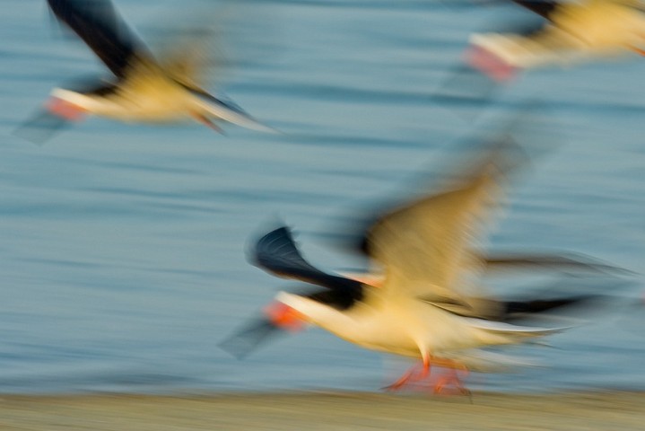 Schwarzmantel-Scherenschnabel Rynchops niger Black Skimmer