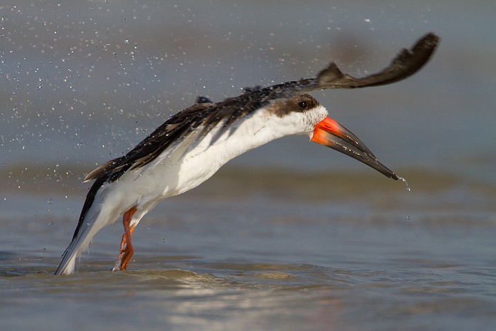 Schwarzmantel-Scherenschnabel Rynchops niger Black Skimmer