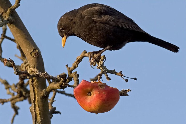 Amsel