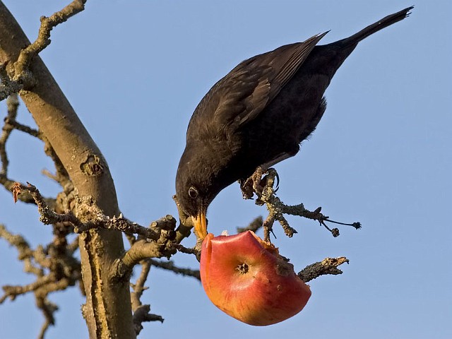 Amsel
