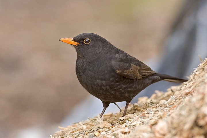 Amsel