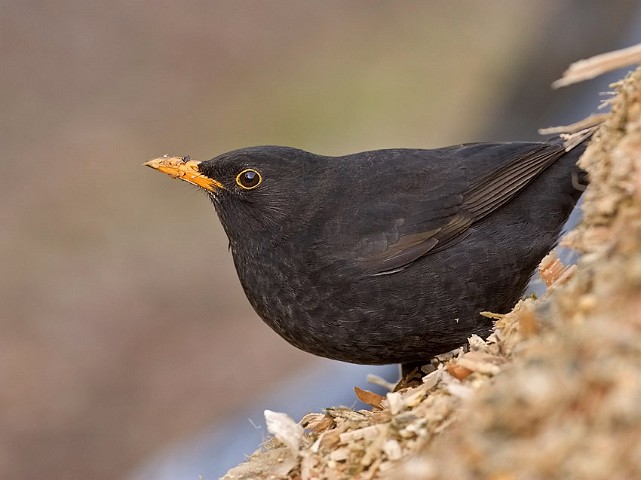 Amsel