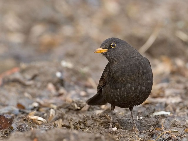 Amsel