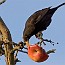thumbs/IMG_3376.jpg