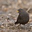 thumbs/IMG_3686.jpg