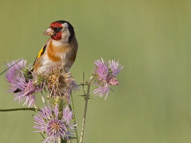 Stieglitz Distelfink Carduelis carduelis Goldfinch