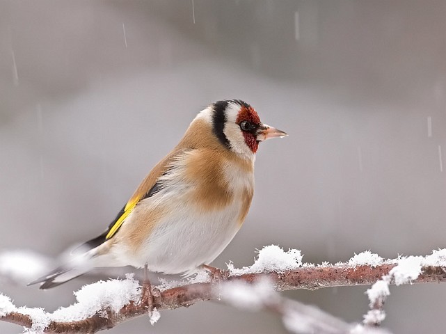 Stieglitz Distelfink Carduelis carduelis Goldfinch