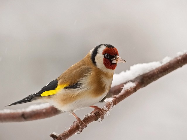 Stieglitz Distelfink Carduelis carduelis Goldfinch