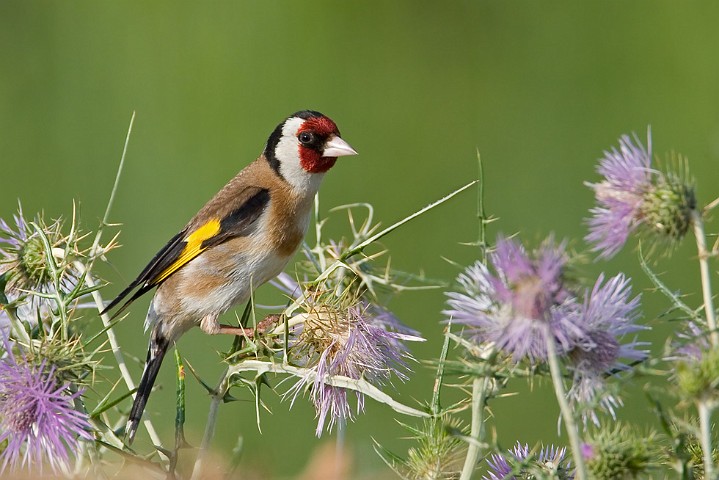 Stieglitz Distelfink Carduelis carduelis Goldfinch