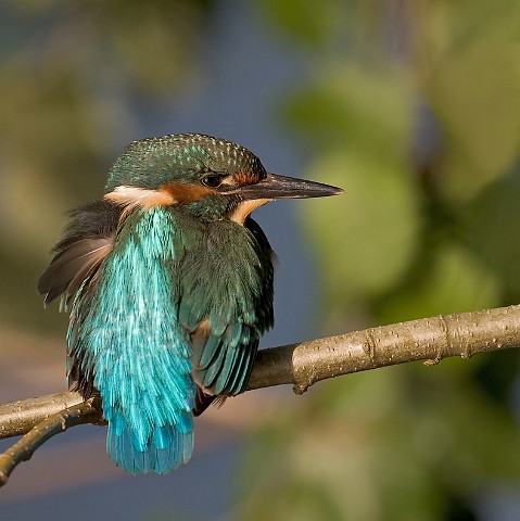 Eisvogel